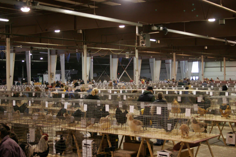 Poultry Industry